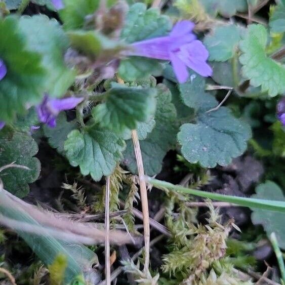 Glechoma hederacea Liść