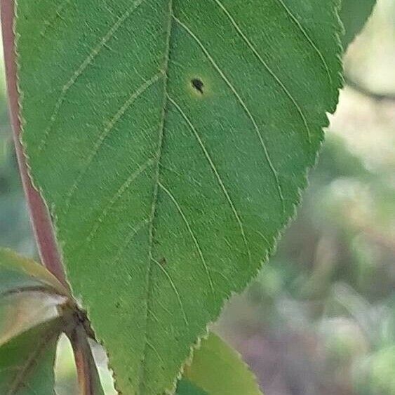 Aesculus × neglecta Yaprak