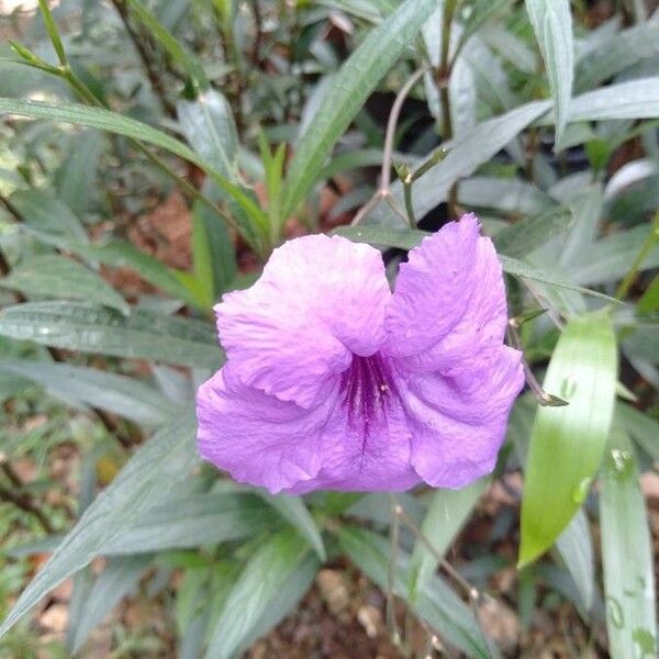 Ruellia simplex Flower