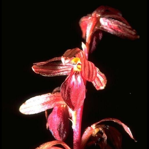 Corallorhiza striata Flower