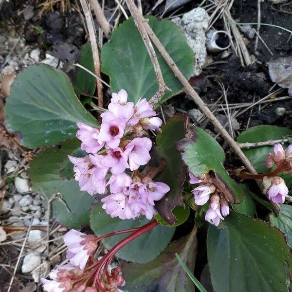 Bergenia crassifolia Blomma