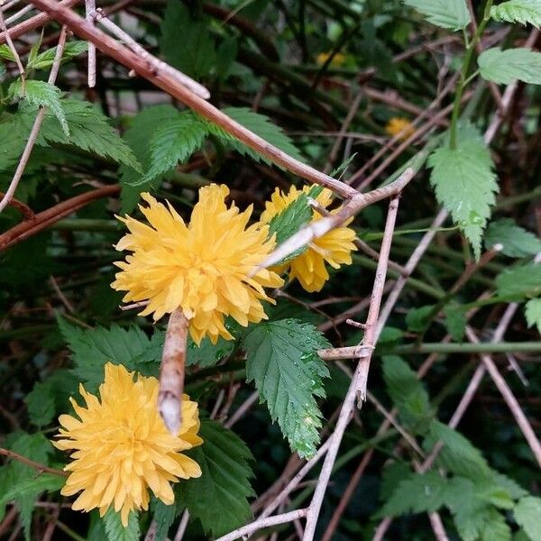 Kerria japonica Flower