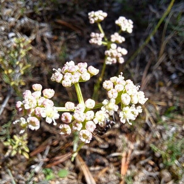 Seseli montanum Flower