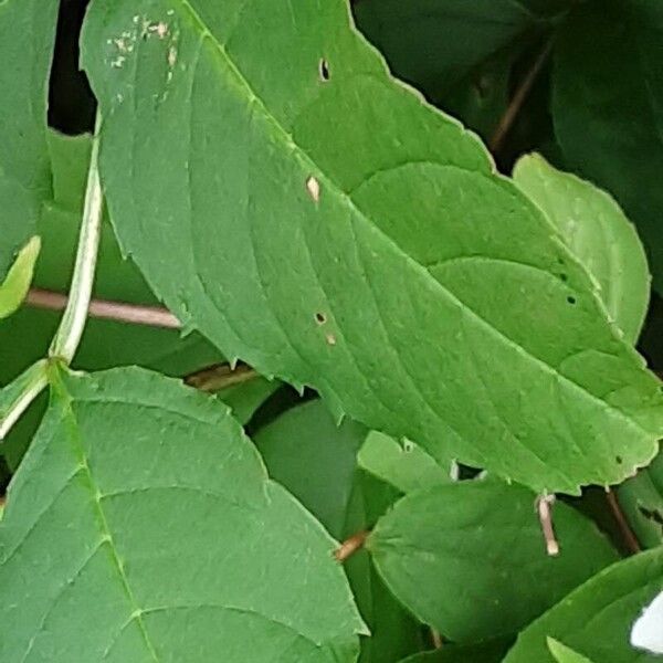 Philadelphus pubescens Leht