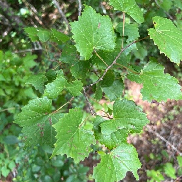 Vitis rotundifolia পাতা