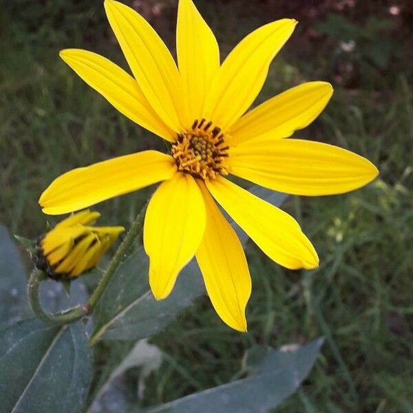 Helianthus tuberosus फूल