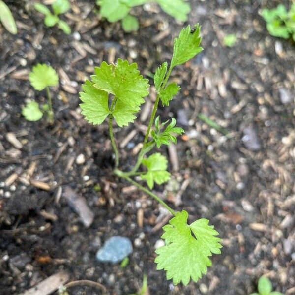 Pimpinella anisum Leaf