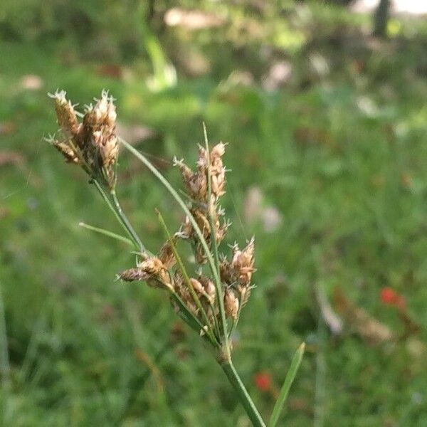 Fimbristylis dichotoma Fiore