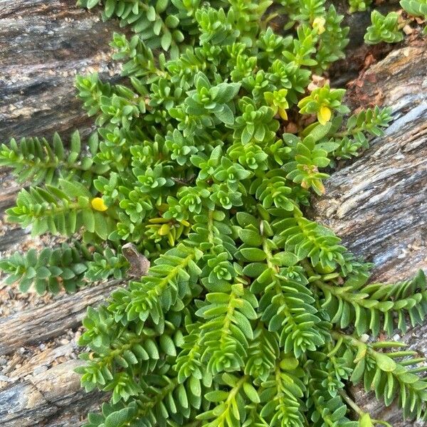 Honckenya peploides Fulla