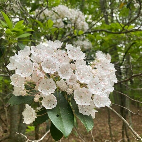 Kalmia latifolia Leaf