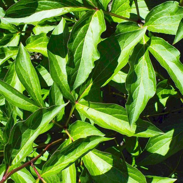 Paeonia lactiflora Leaf