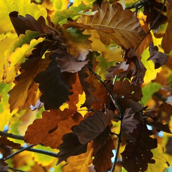 Quercus bicolor Folio