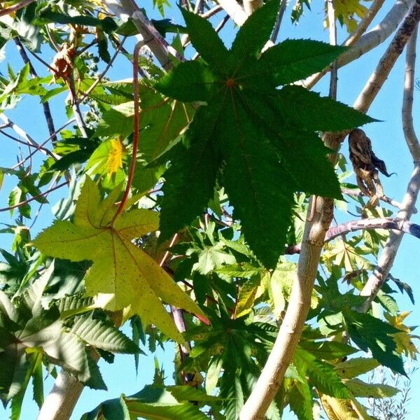 Ricinus communis Leaf