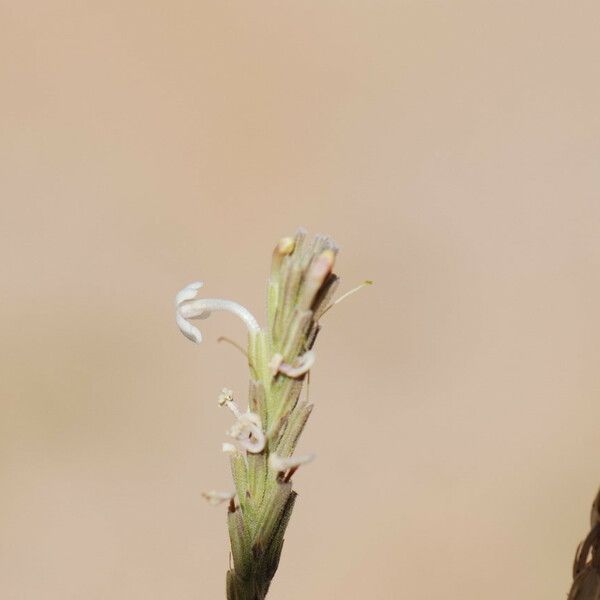 Chascanum marrubiifolium Flower