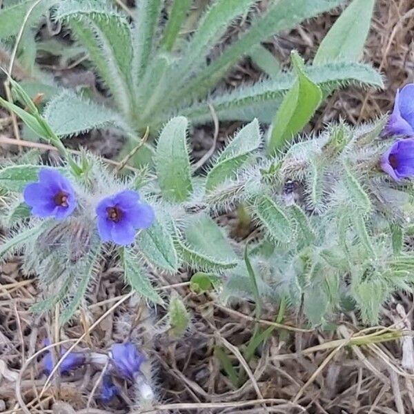 Alkanna tinctoria Flower