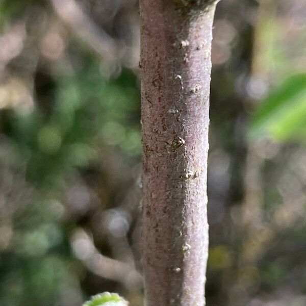 Amelanchier ovalis Kéreg