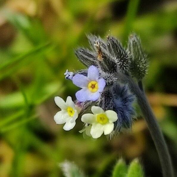 Myosotis discolor Flower