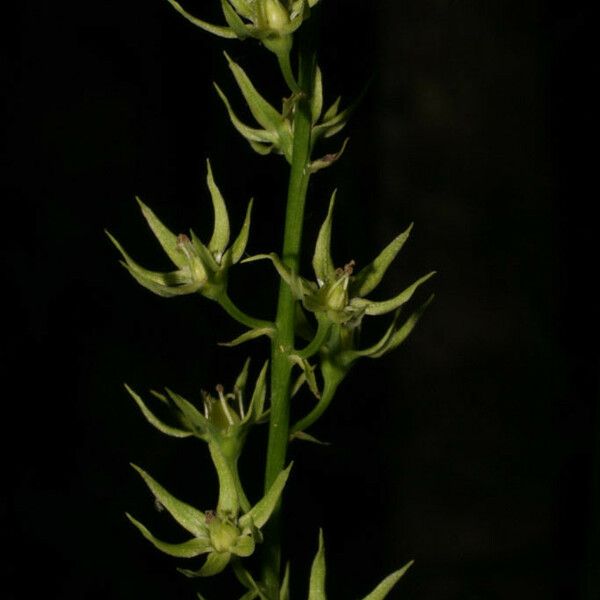 Stenanthium gramineum ফুল