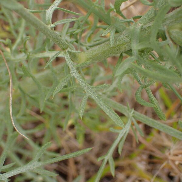 Centaurea stoebe List