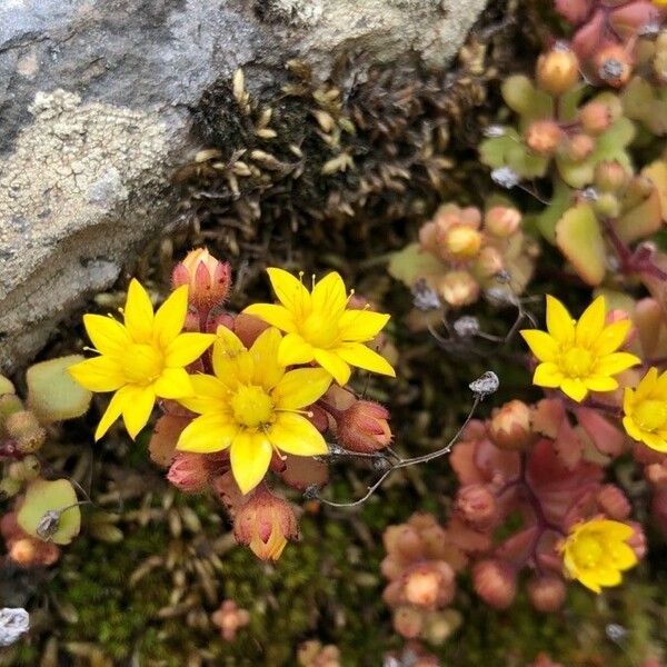 Aichryson parlatorei Fiore