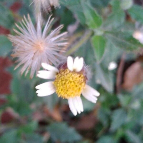 Tridax procumbens Flower