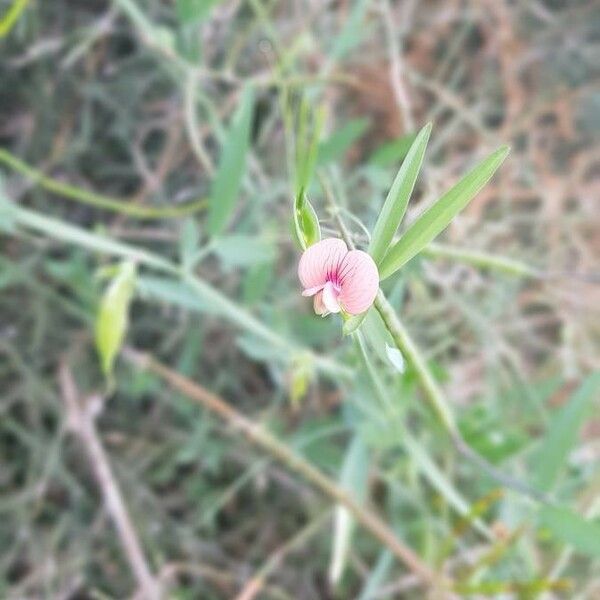 Lathyrus marmoratus Flower