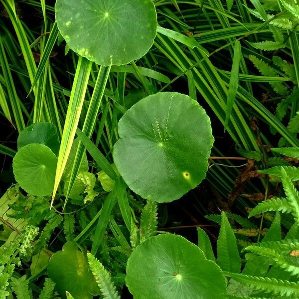 Hydrocotyle verticillata Лист