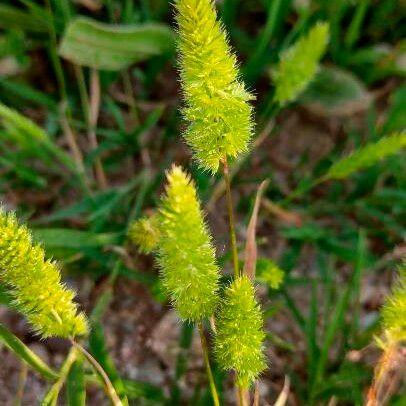 Rostraria cristata Flower