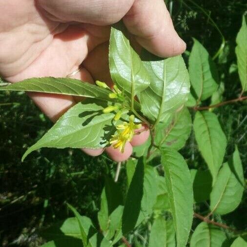 Diervilla lonicera Blüte