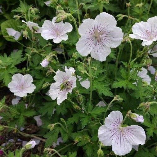 Geranium maculatum Çiçek