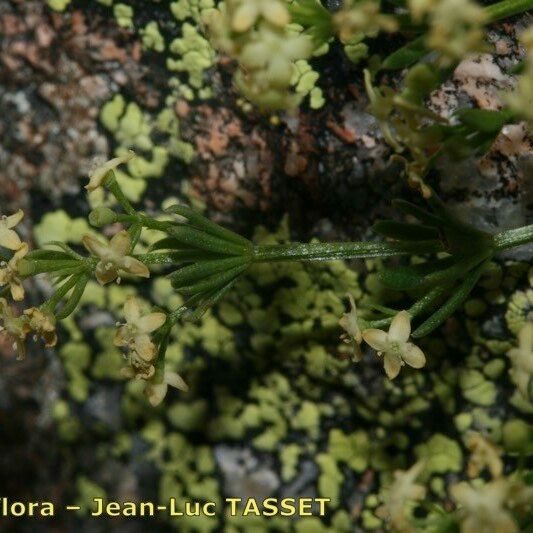 Galium tendae Altres