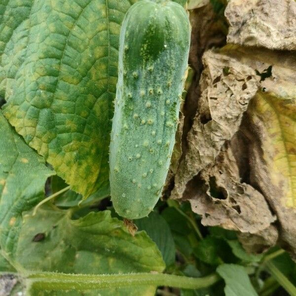 Cucumis sativus Vaisius