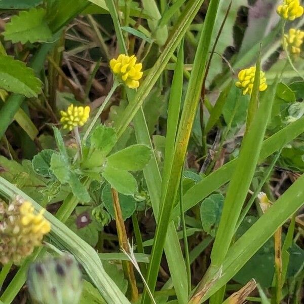 Medicago lupulina Flower