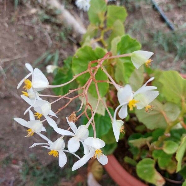 Begonia minor Fleur
