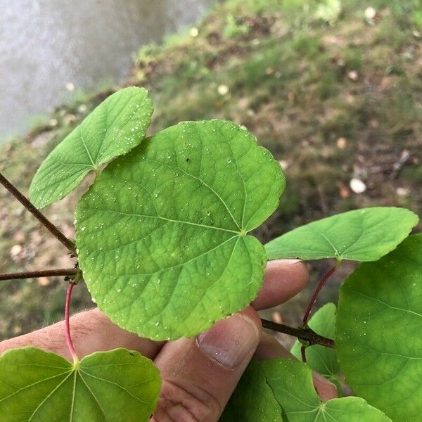 Cercidiphyllum japonicum Lapas