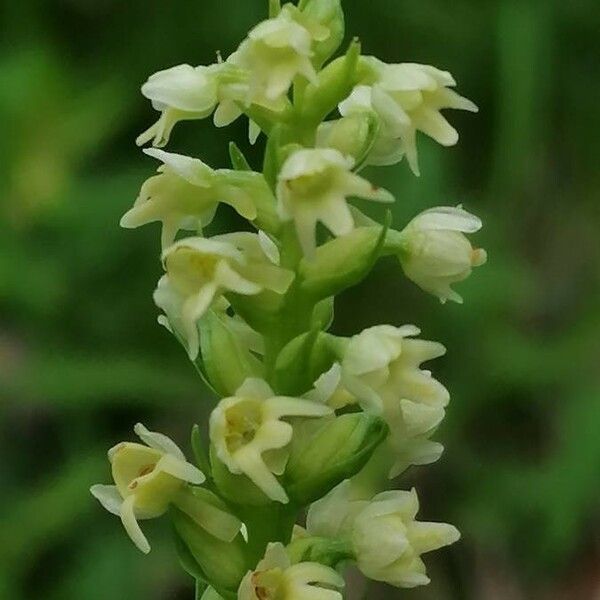 Pseudorchis albida Flower