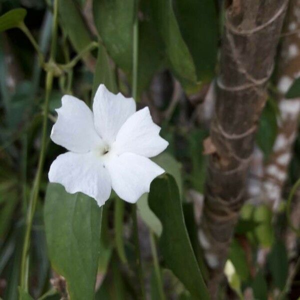 Thunbergia fragrans Blomst