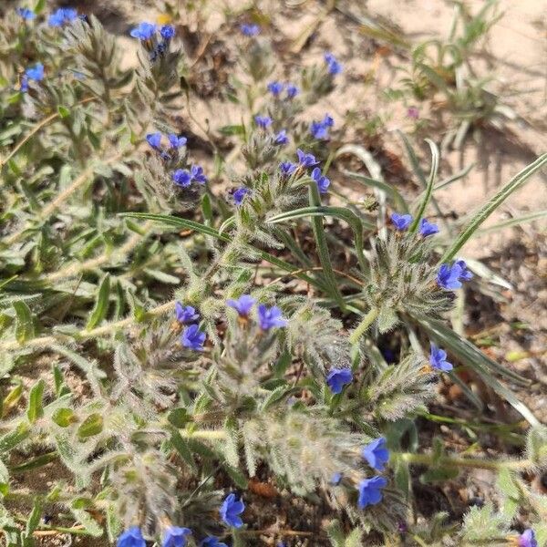 Alkanna tinctoria Flower