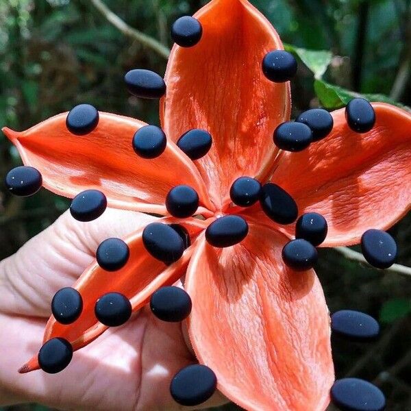 Sterculia monosperma 花