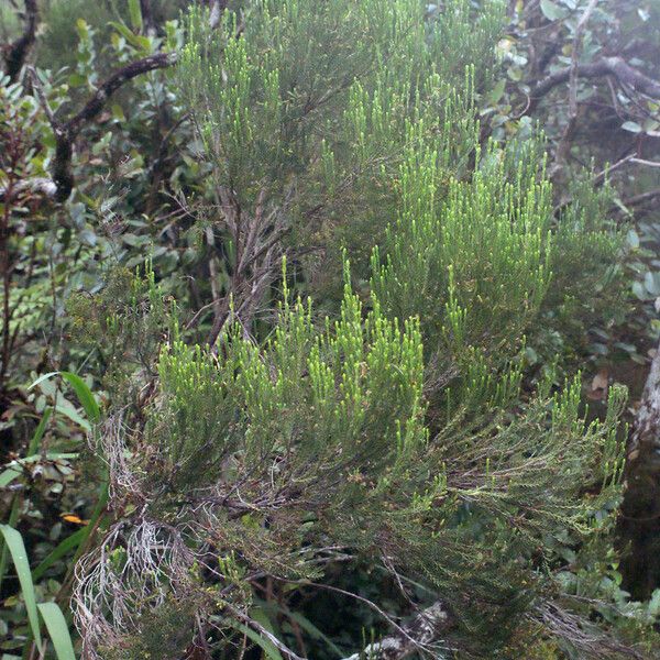 Erica arborescens Hábito