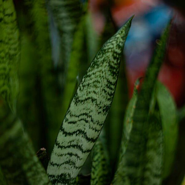 Dracaena zeylanica Leaf