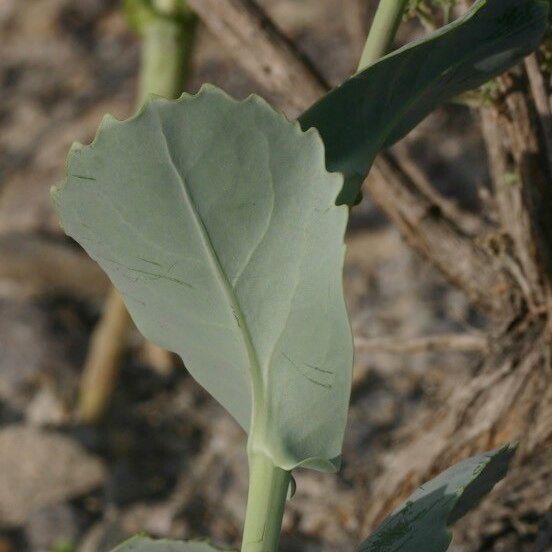 Moricandia moricandioides Leaf