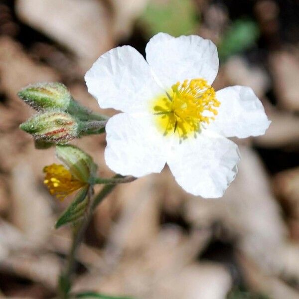 Helianthemum violaceum Çiçek