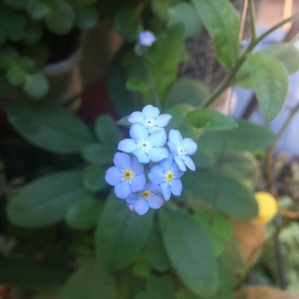 Myosotis latifolia പുഷ്പം