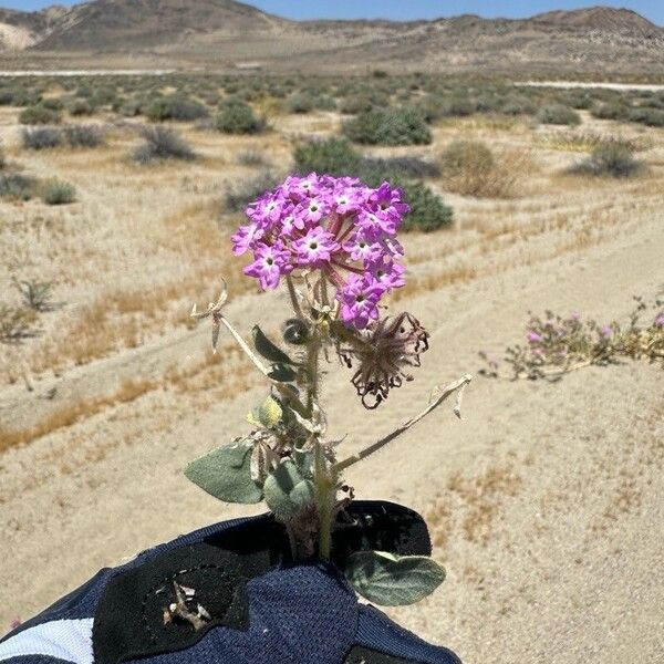 Abronia pogonantha Flower