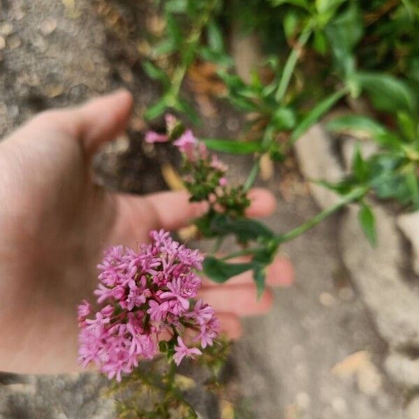 Valeriana lecoqii Λουλούδι