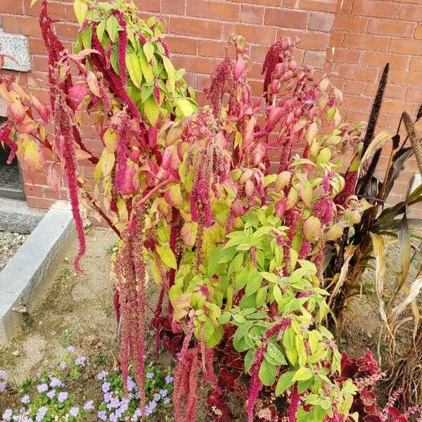 Amaranthus caudatus موطن