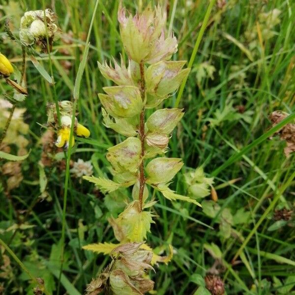 Rhinanthus alectorolophus Blomst