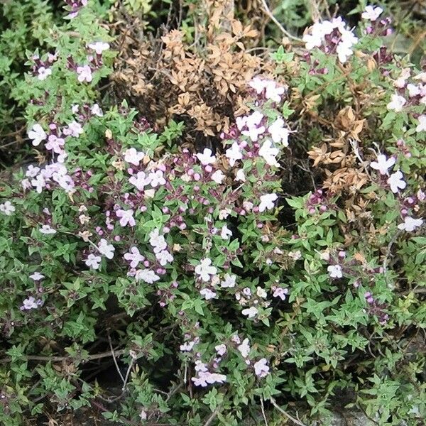 Thymus herba-barona Žiedas