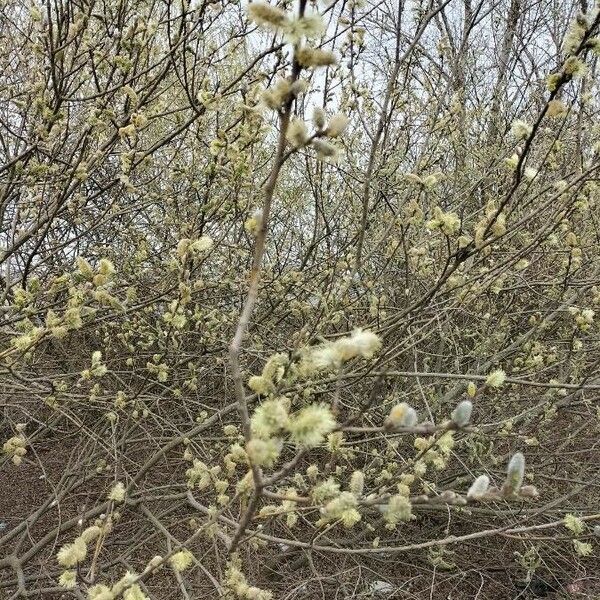 Salix atrocinerea Blomma